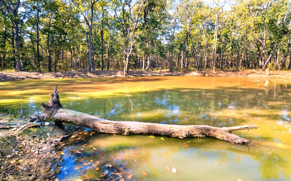 clay swamp in bardia national park