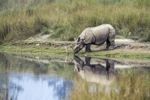 rhinoceros in bardia national park