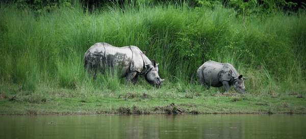 rhinoceros grazing in chitwan national park