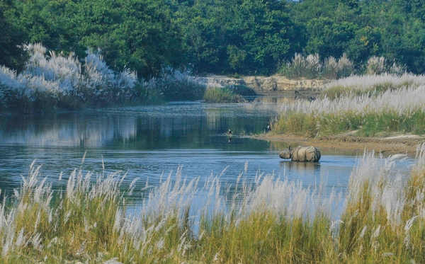 rhinoceros in bardiya national park