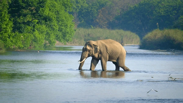 elephant in bardia national park