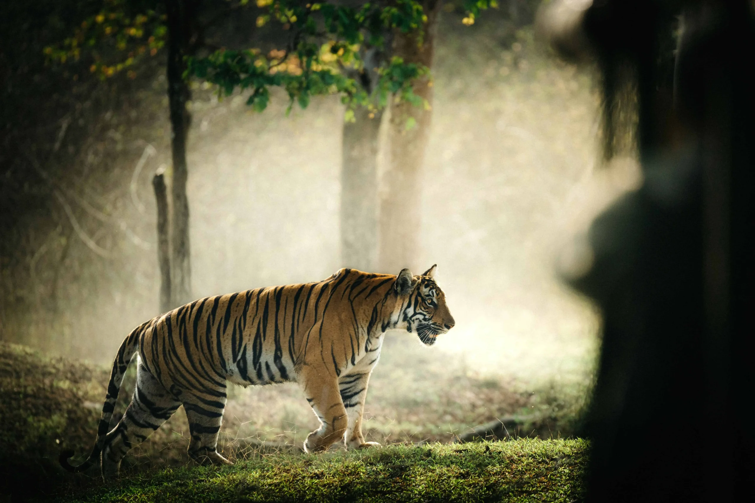 Encounter the Bengal Tiger in Chitwan National Park