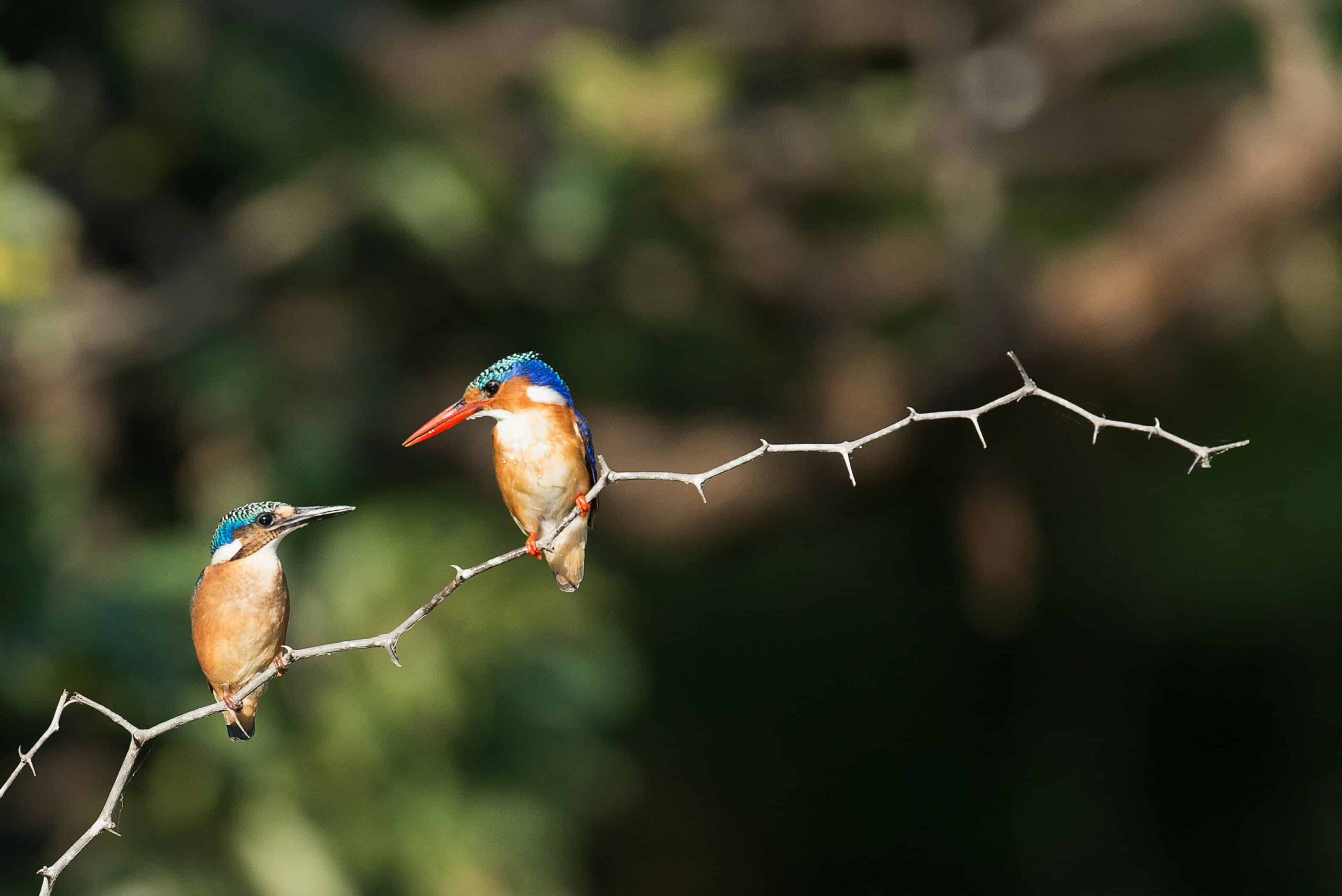 A Guide to Watching Birds of Chitwan National Park