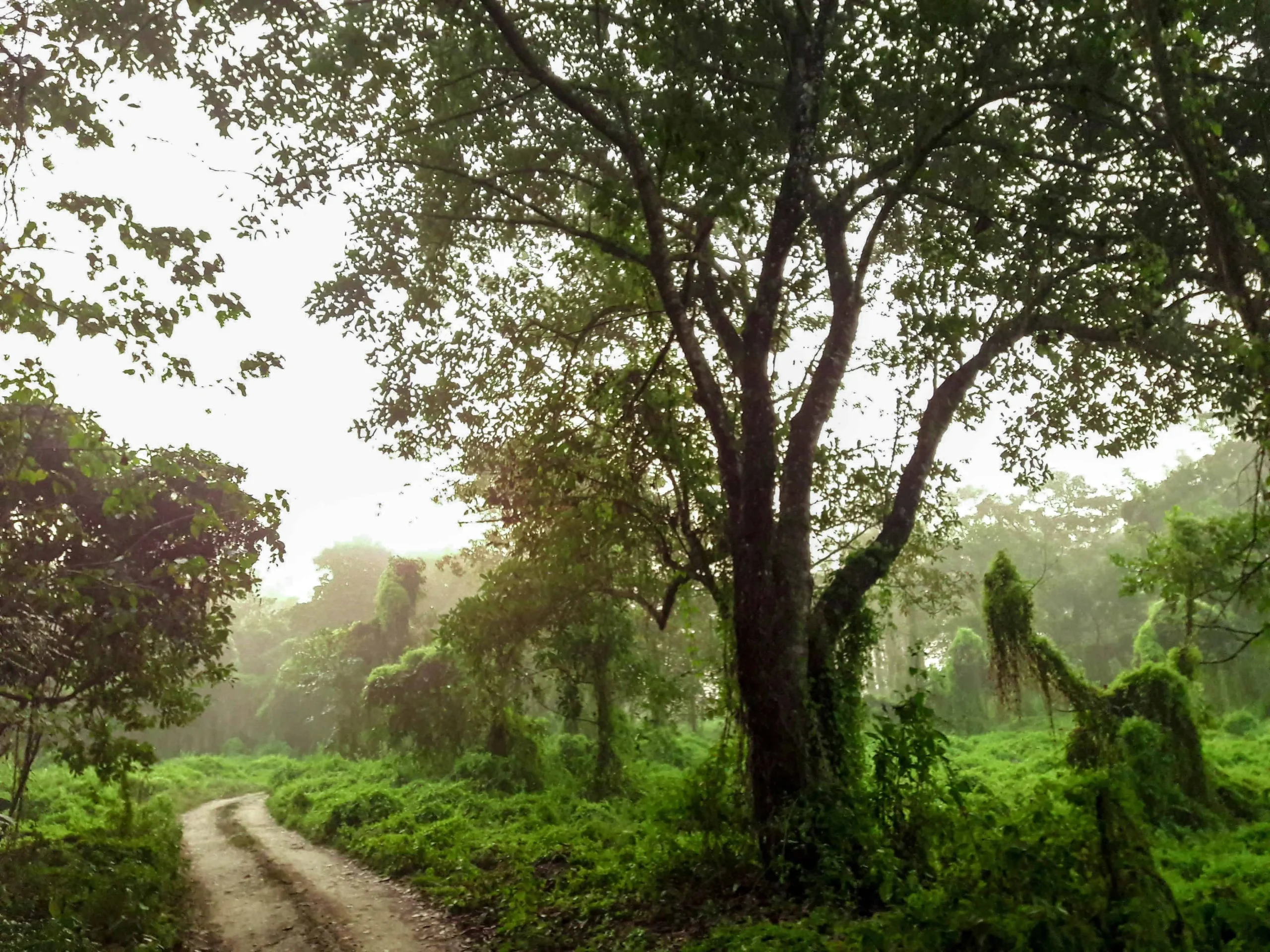 Introduction to Chitwan National Park Buffer Zone 
