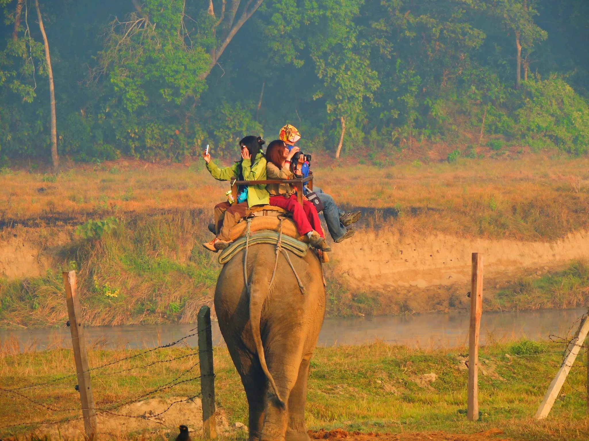 Elephant Safari in Chitwan National Park: What to Expect