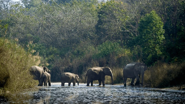 herd of elephants crossing river
