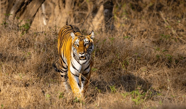 bengal tiger patroling its territory