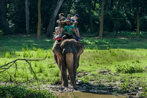 elephant safari in chitwan