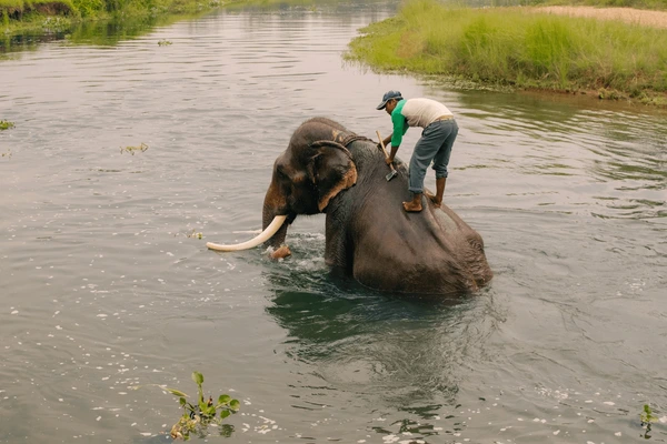 elephant taking bath in chitwan