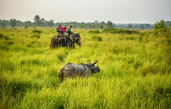elephant safari and one horned rhino