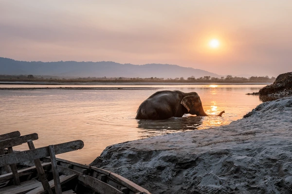 elephant swimming in chitwan