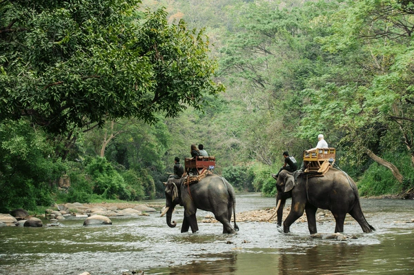 elephants crossing river