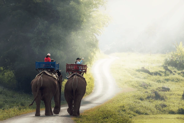elephant tour in chitwan