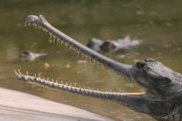 gharial crocodile in chitwan