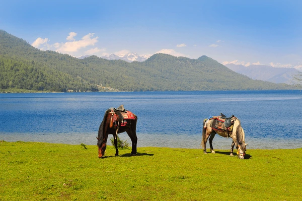 horse eating grass in rara lake