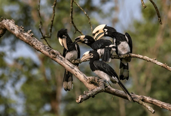 pied hornbill in chitwan national park