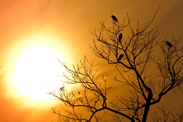 sunset and birds sitting in tree