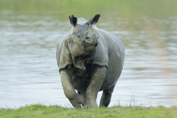 one horned rhino in chitwan