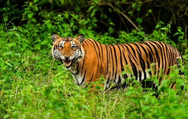 bengal tiger roaring