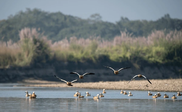 ruddy shelducks flying over river