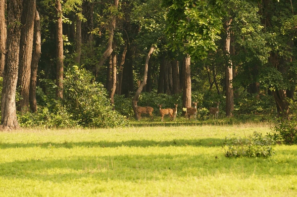 spotted deer in forests
