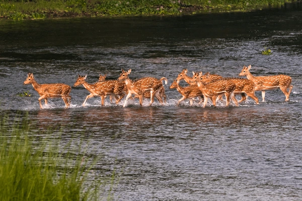 herd of spotted deer crossing river