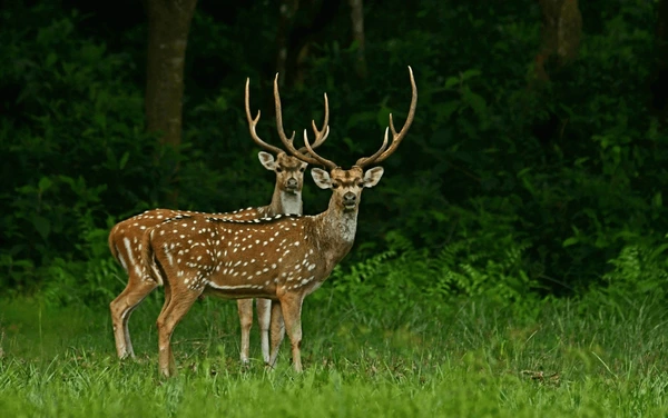 couple spotted deer